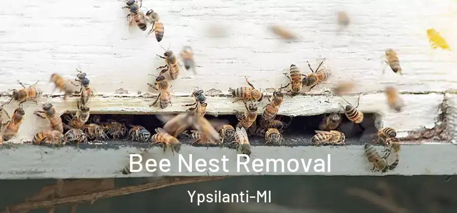  Bee Nest Removal Ypsilanti-MI