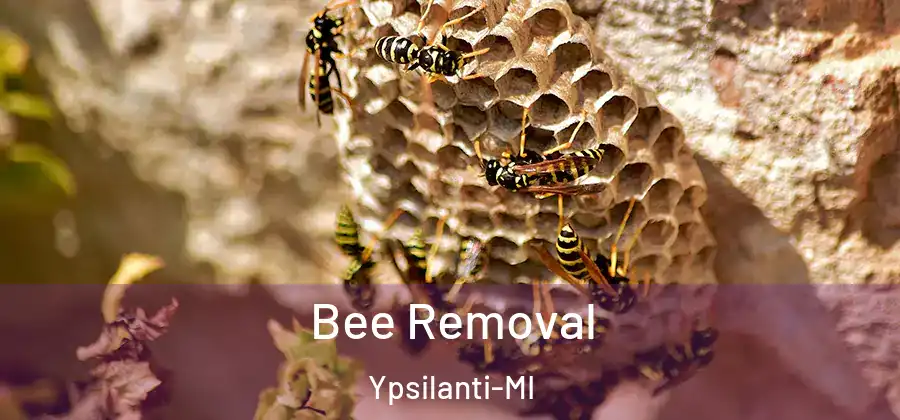  Bee Removal Ypsilanti-MI