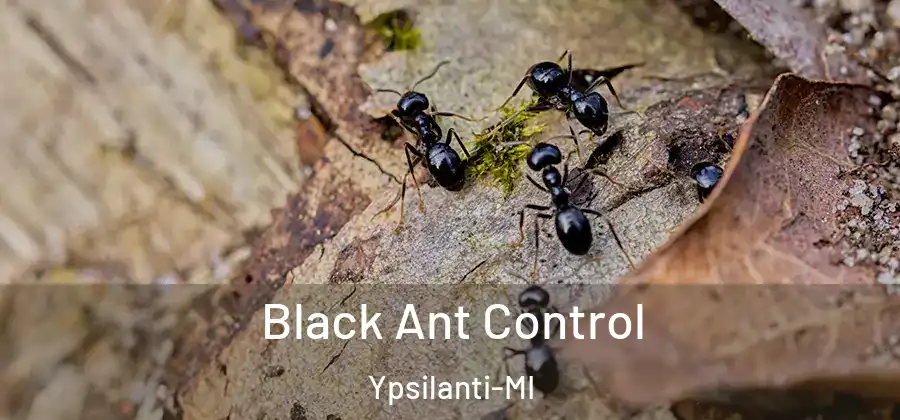  Black Ant Control Ypsilanti-MI