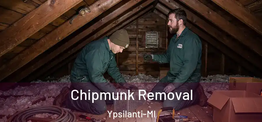  Chipmunk Removal Ypsilanti-MI