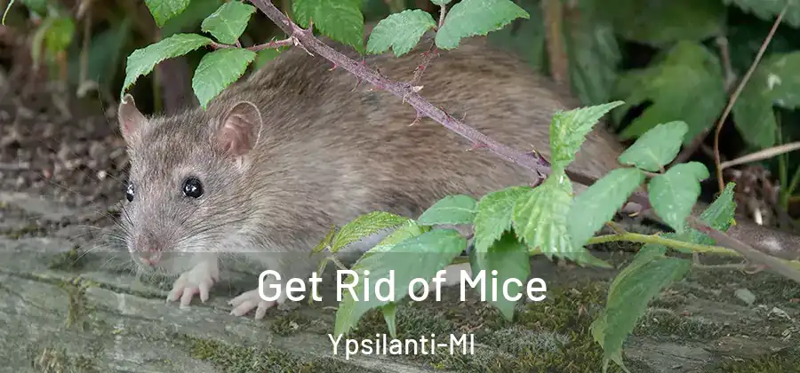  Get Rid of Mice Ypsilanti-MI