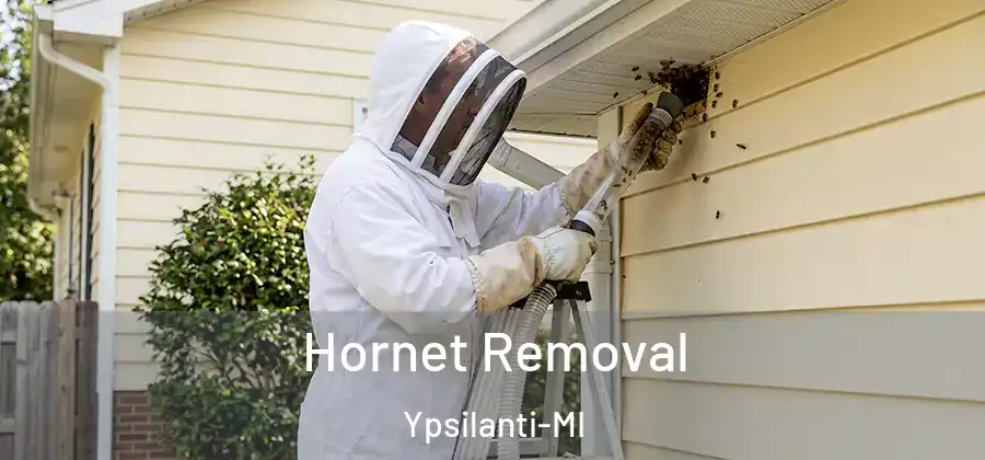  Hornet Removal Ypsilanti-MI