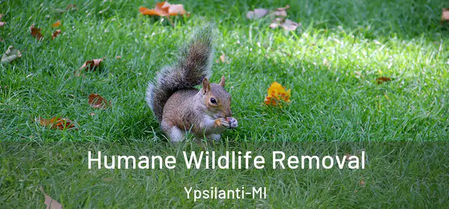  Humane Wildlife Removal Ypsilanti-MI