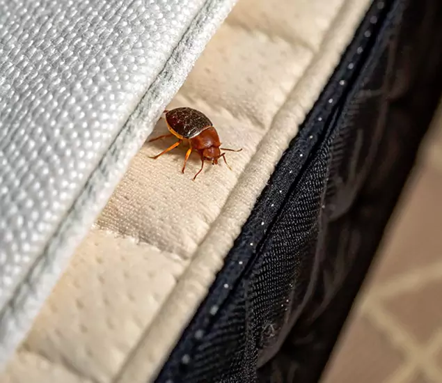 Bed Bug Exterminator Experts You Can Trust in Ypsilanti, MI