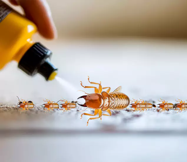 Reliable Bora Care Termite Experts in Ypsilanti, MI