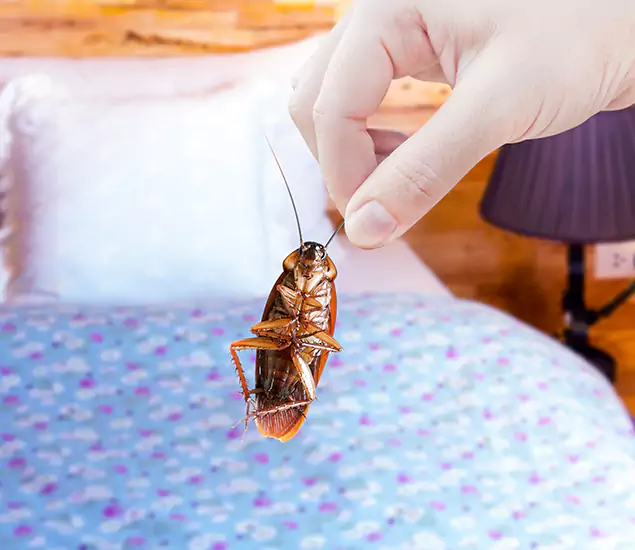 Expert Roach Control Services: Your Cockroach Pest Control in Ypsilanti, MI