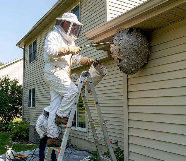Expert Wasp Nest Removal: Your Local Wasp Nest Removal Company in Ypsilanti, MI