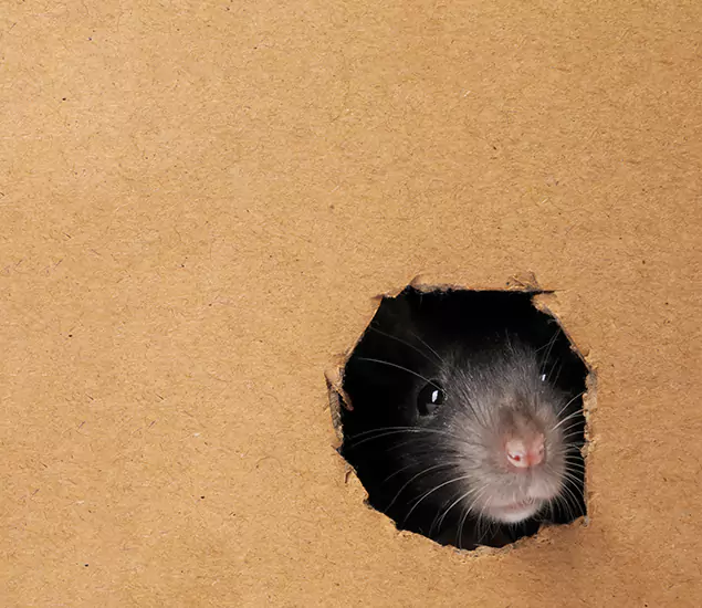 Rats in Attic Removal Experts in Ypsilanti, MI