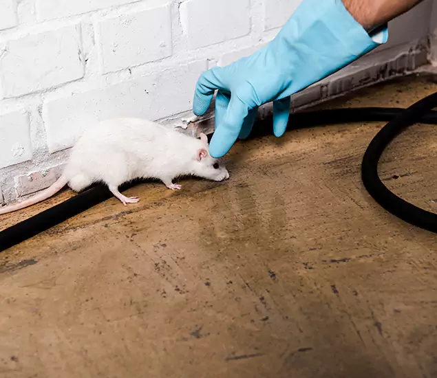 Your Pest Control Partner in Ypsilanti, MI