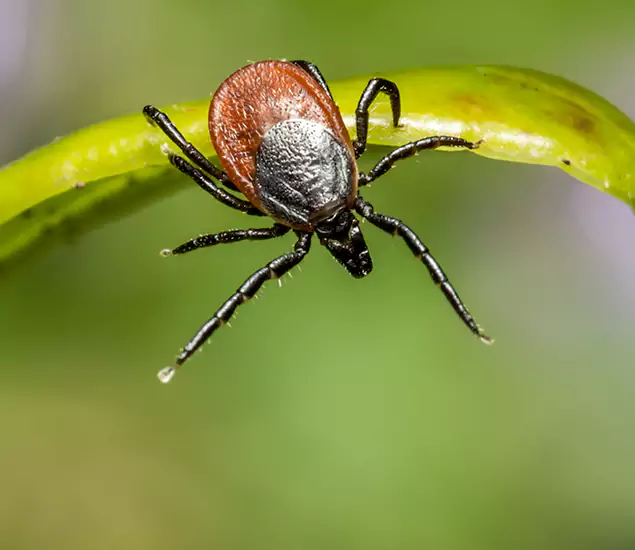 Your Trusted Tick Pest Control in Ypsilanti, MI