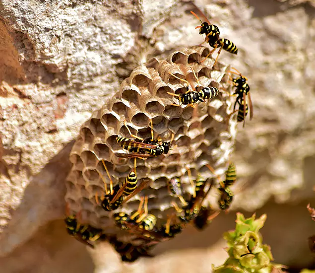 Your Best Wasp Removal Company in Ypsilanti, MI