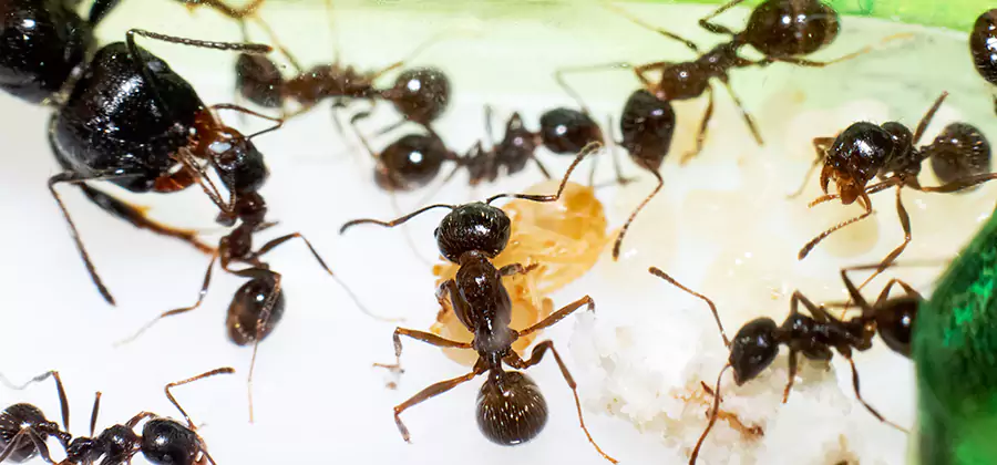 Argentine Ant Barrier Treatment in Ypsilanti