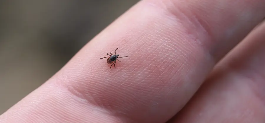 Infection Prevention for Bed Bug Bites in Ypsilanti