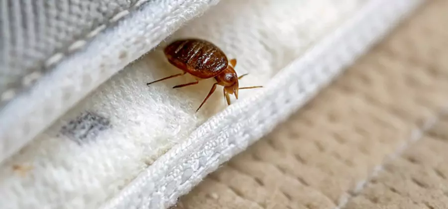 Tenting Bed Bug Fumigation in Ypsilanti