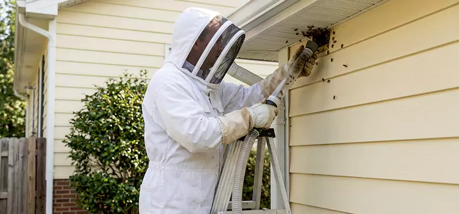 Ground Bee Removal in Ypsilanti