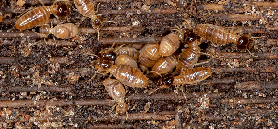 Bora Care Residential Termite Control in Ypsilanti