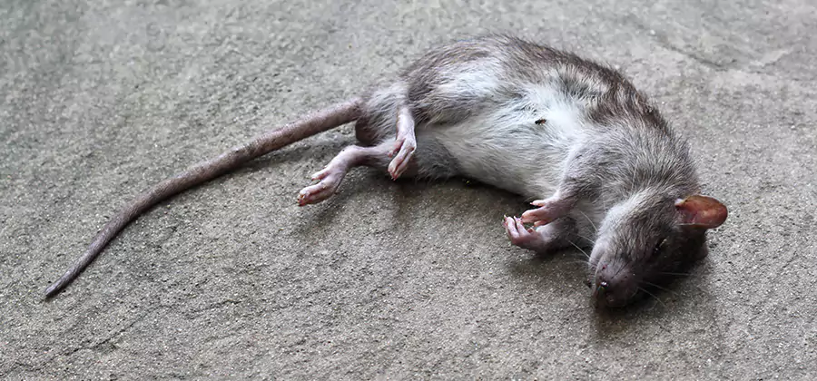 Dead Rat Disposal in Ypsilanti