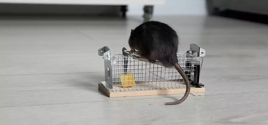 Mice in Attic Removal Ypsilanti