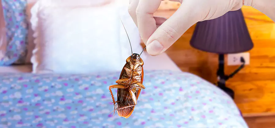 Fast Roach Elimination in Ypsilanti