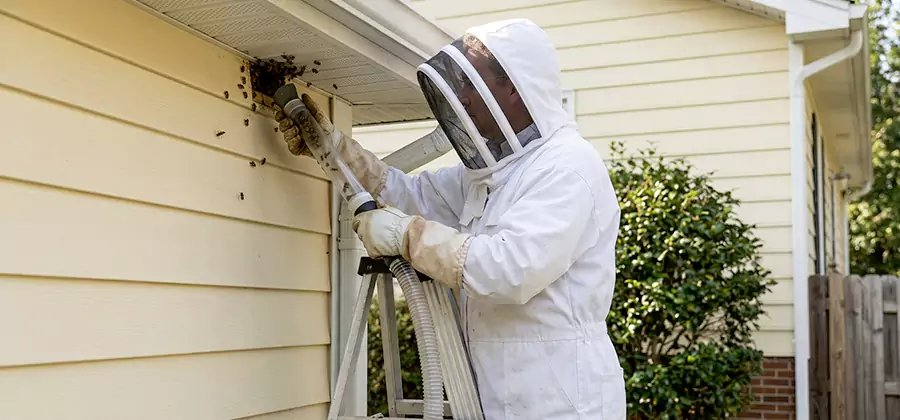 Wasp Nest in Wall Removal in Ypsilanti