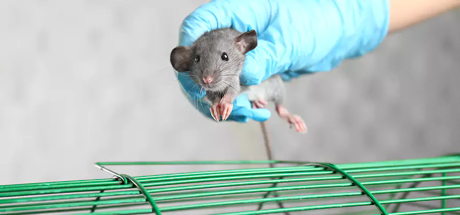 Humane Rat Trapping in Ypsilanti