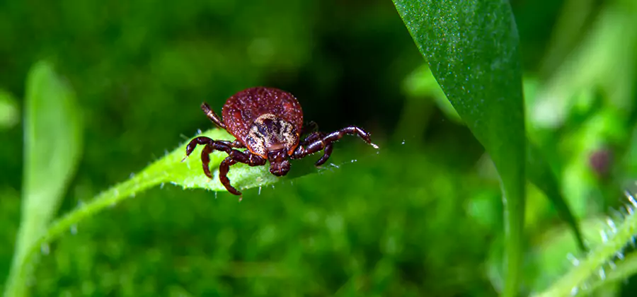 Tick Prevention for Yard in Ypsilanti