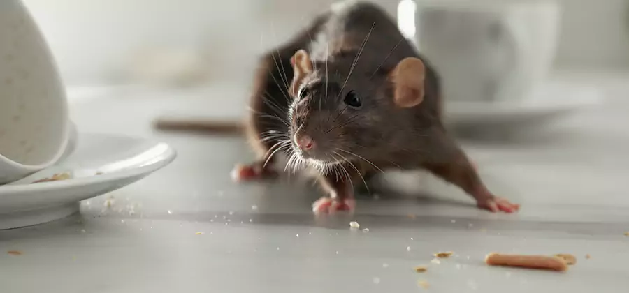 Rodent Feces Removal in Ypsilanti