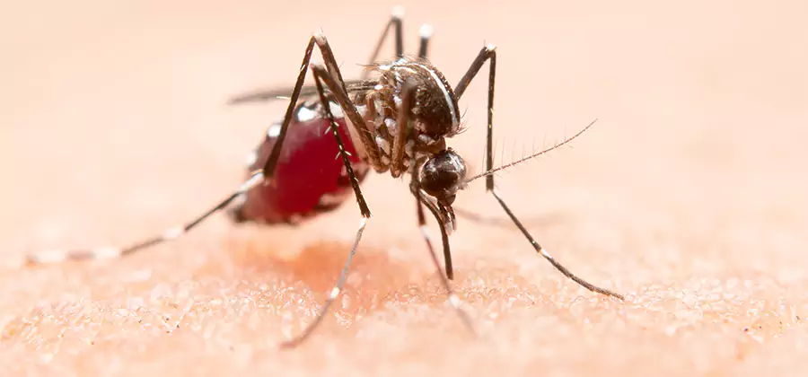 Indoor Mosquito Killer and Interior Control in Ypsilanti