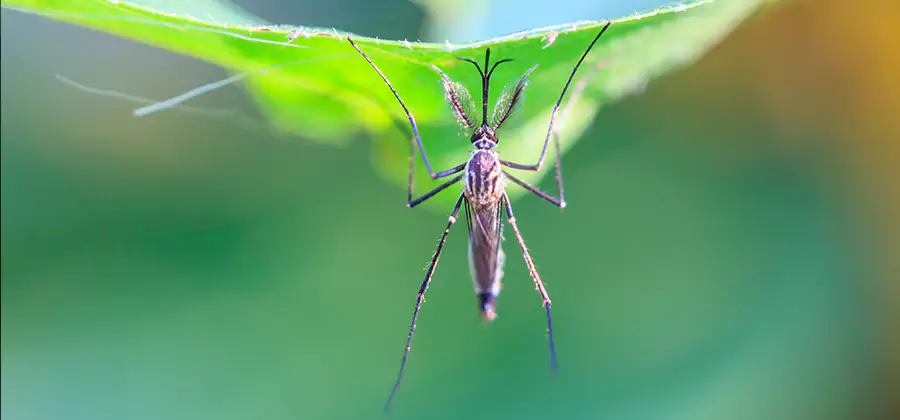 Home Defense Insect Killer in Ypsilanti