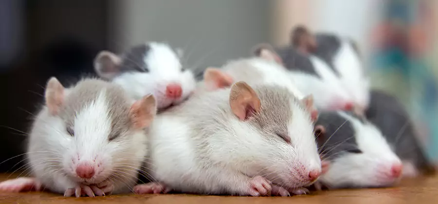 Ypsilanti Pet Safe Mice Control