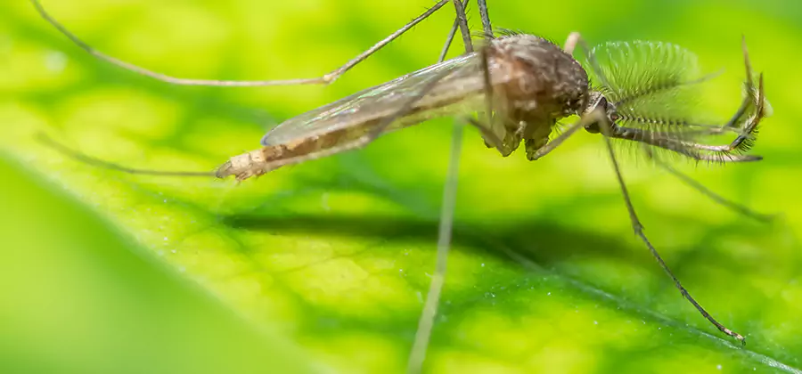 Herbal Mosquito Repellent Treatment in Ypsilanti