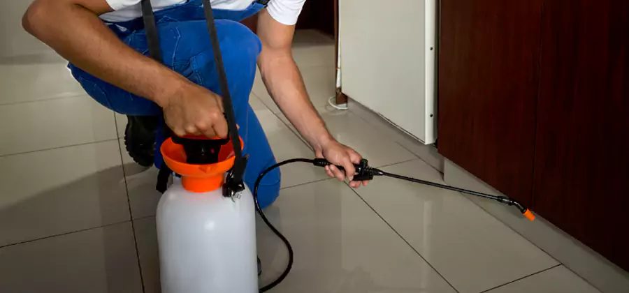 One Time Termite Control in Ypsilanti
