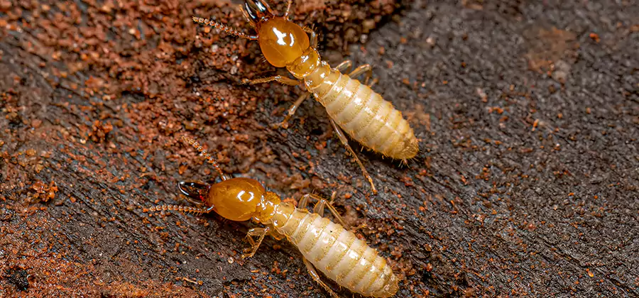 Natural Ant Hill Killer Treatment in Ypsilanti