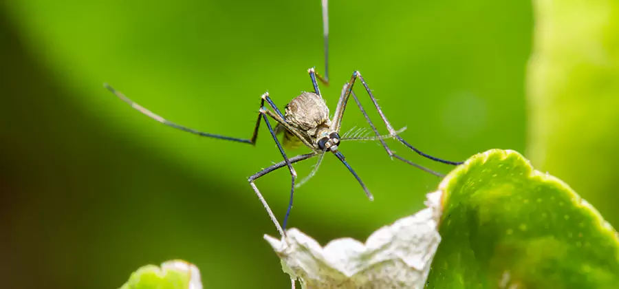Natural Outdoor Mosquito Repellent in Ypsilanti