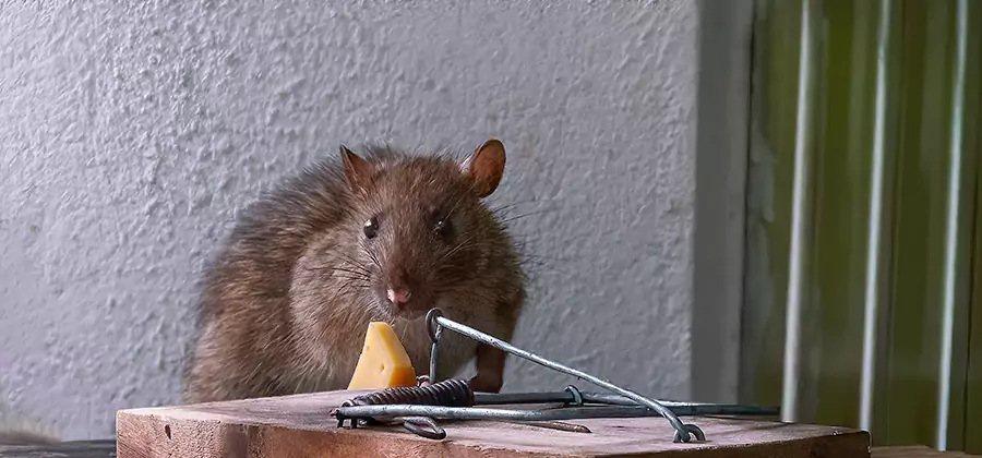 Rat Fumigation Extermination Service in Ypsilanti