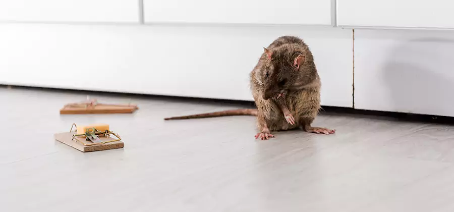 Rat Baiting Removal Service in Ypsilanti