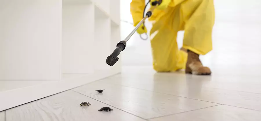 Roach and Bed Bug Exterminator in Ypsilanti