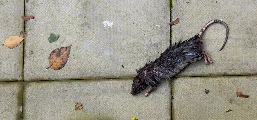Rodent inspection service in Ypsilanti