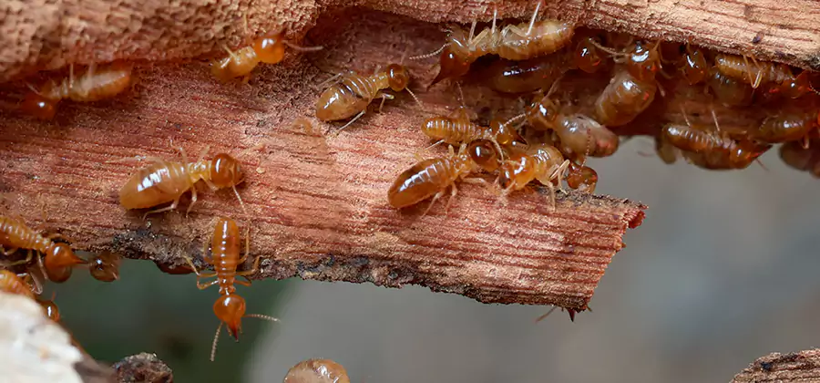 Perimeter Soil Termite Treatment in Ypsilanti