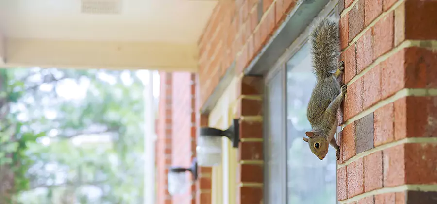 Squirrel Inside Walls Removal in Ypsilanti