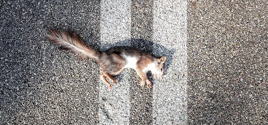 Dead Squirrel Removal in Ypsilanti