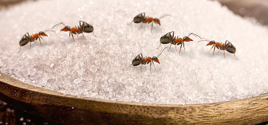 Indoor Sugar Ant Treatment in Ypsilanti