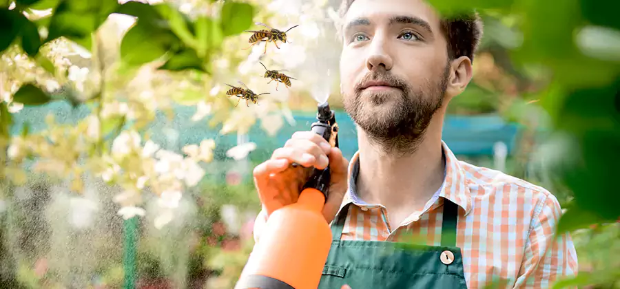 Yellow Jacket Wasp Removal in Ypsilanti