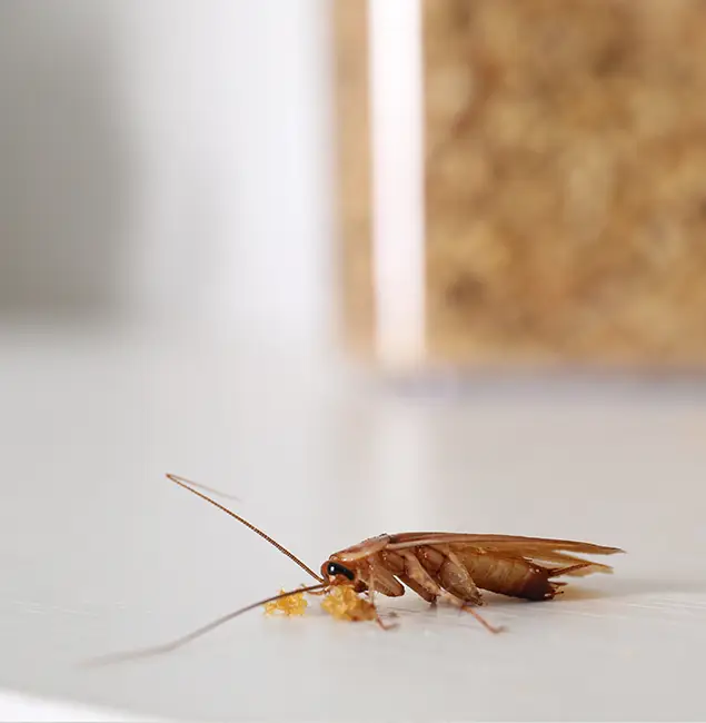 Why Ypsilanti Pest Control Pro Stands Out in Ypsilanti, MI?