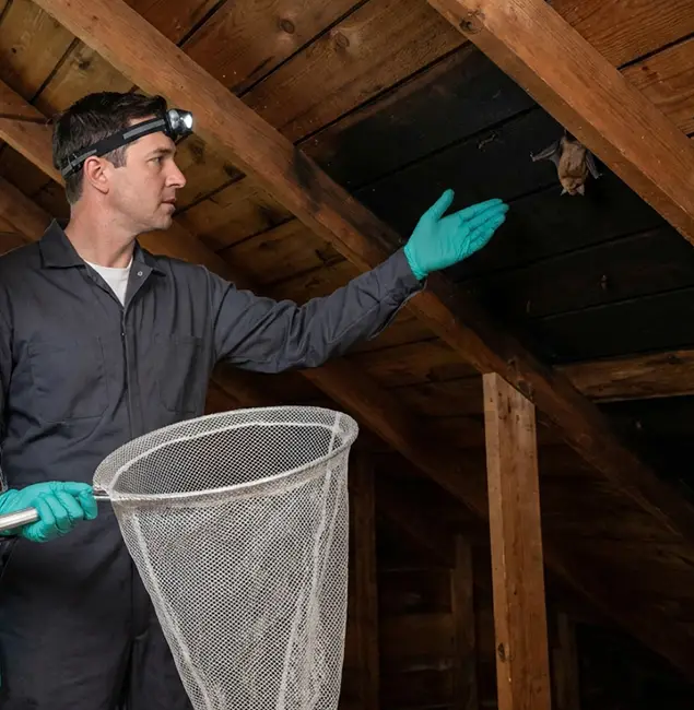 Why Ypsilanti Pest Control Pro Is the Right Choice in Ypsilanti, MI?