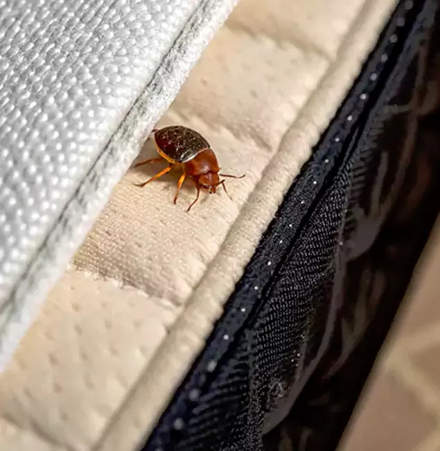 Why Choose Ypsilanti Pest Control Pro for Bed Bug Treatment at Home in Ypsilanti, MI?