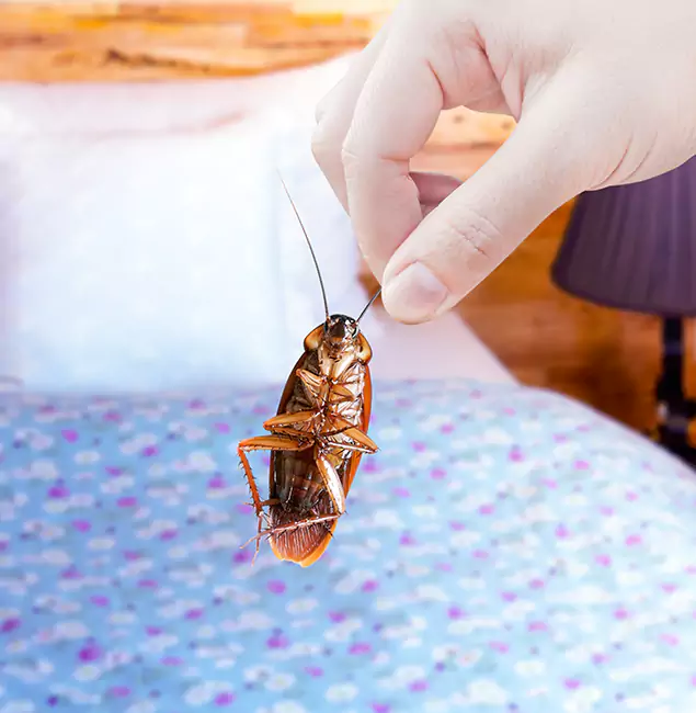 Why Choose Ypsilanti Pest Control Pro for Bed Bug Treatment in Ypsilanti, MI?