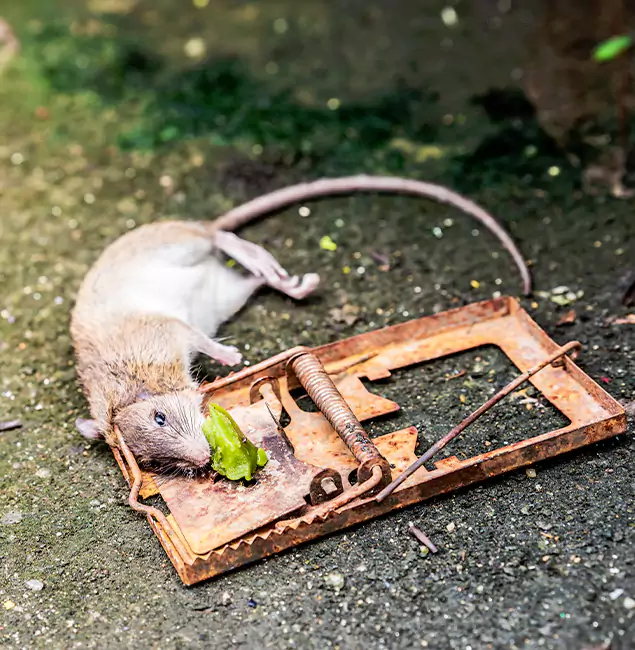 Why Ypsilanti, MI Homeowners Trust Ypsilanti Pest Control Pro for Rodent Removal?