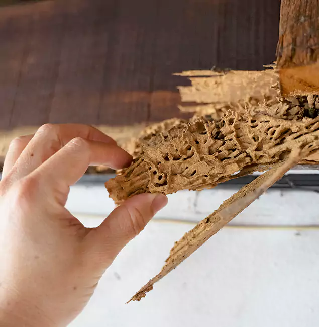 Why Choose Ypsilanti Pest Control Pro in Ypsilanti, MI?