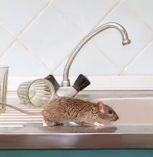 Why Ypsilanti, MI Trusts Ypsilanti Pest Control Pro for Humane Rodent Control?